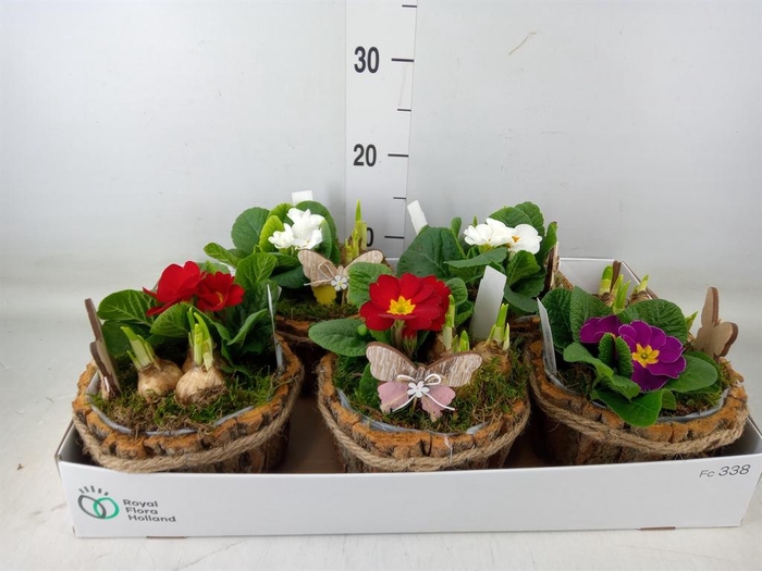 <h4>Arr. Tuinplanten L%</h4>