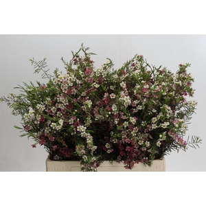 Chamelaucium uncinatum 'Dual Star'