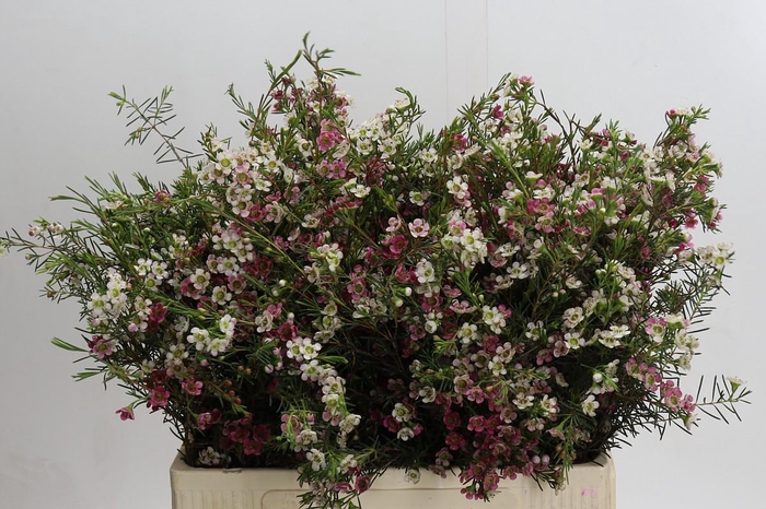 Chamelaucium uncinatum 'Dual Star'