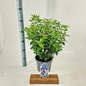 Viburnum tinus Eve Price