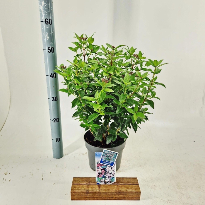 <h4>Viburnum tinus Eve Price</h4>