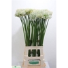 Allium Mount Everest
