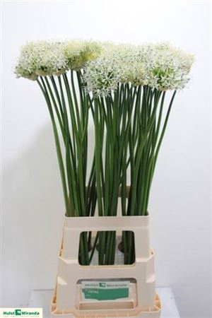 <h4>Allium Mount Everest</h4>