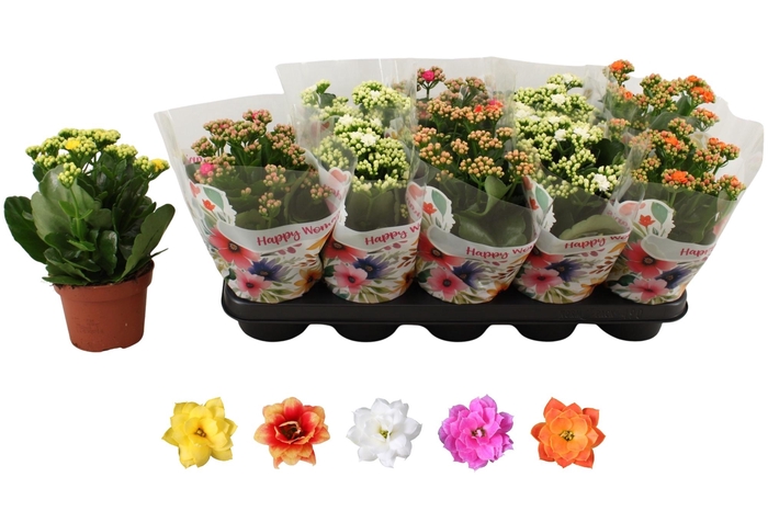 <h4>KAL GE RO GEM 5 KL</h4>