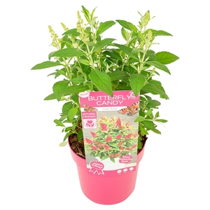 Buddleja Butterfly Candy 'Little Ruby'®