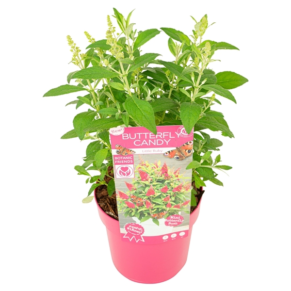 <h4>Buddleja Butterfly Candy 'Little Ruby'®</h4>