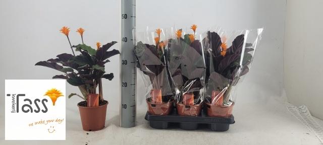 <h4>CALAT CROCATA</h4>
