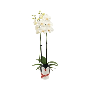 Potcover Pinguin Phal Wit 2T14+