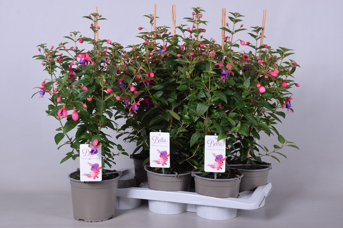 <h4>FUCHSIA B F SUSANNA</h4>