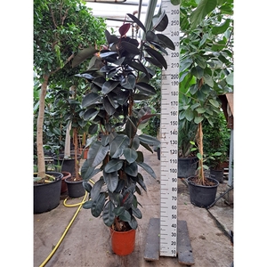 Ficus Elastica Abidjan multistam 260