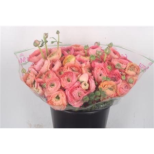 Ran.. Su Salmon 898 Extra