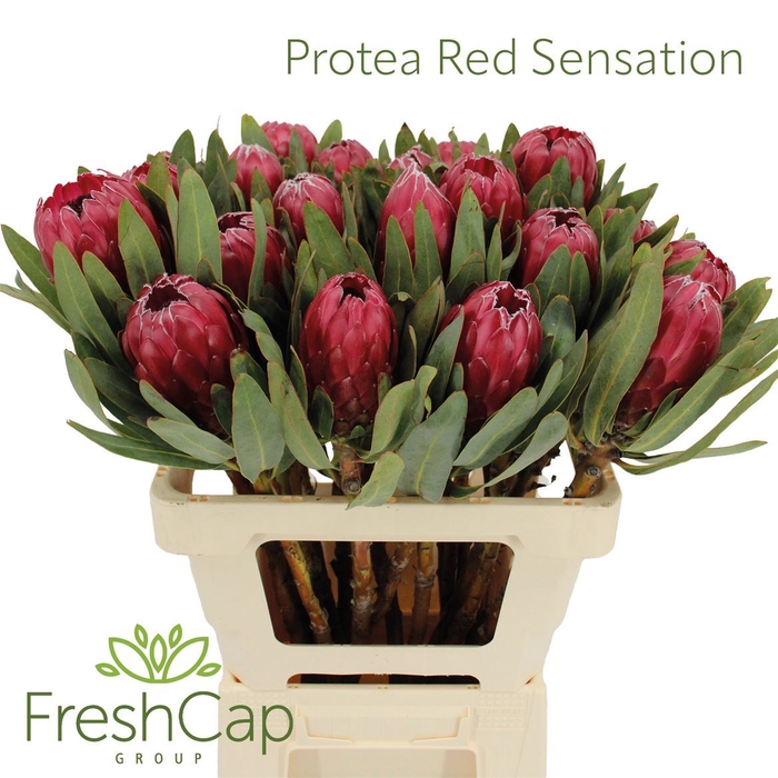 Protea Red Sensation