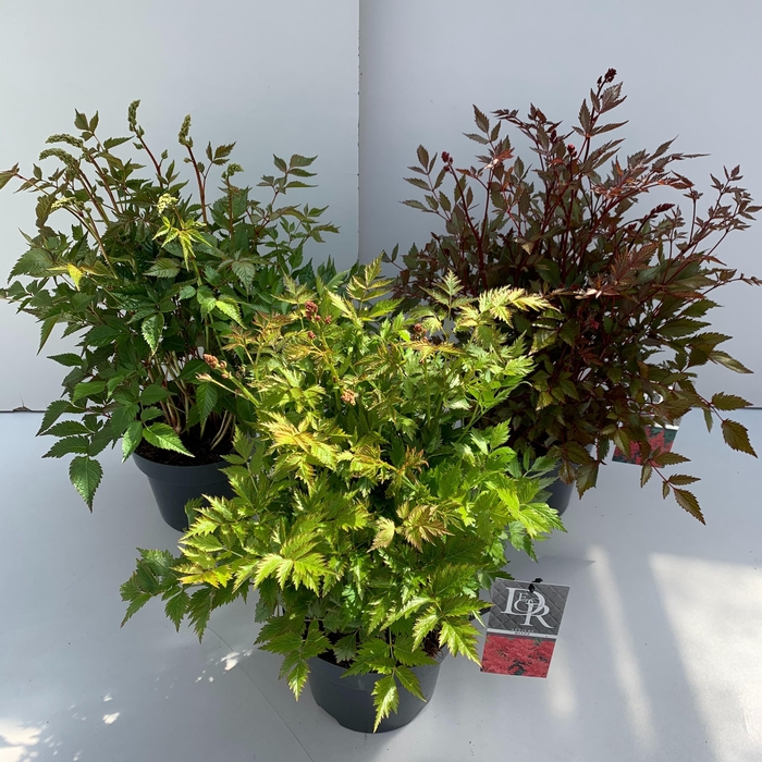 <h4>Astilbe mix</h4>