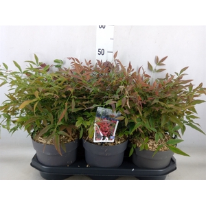 Nandina domestica 'Obsessed'