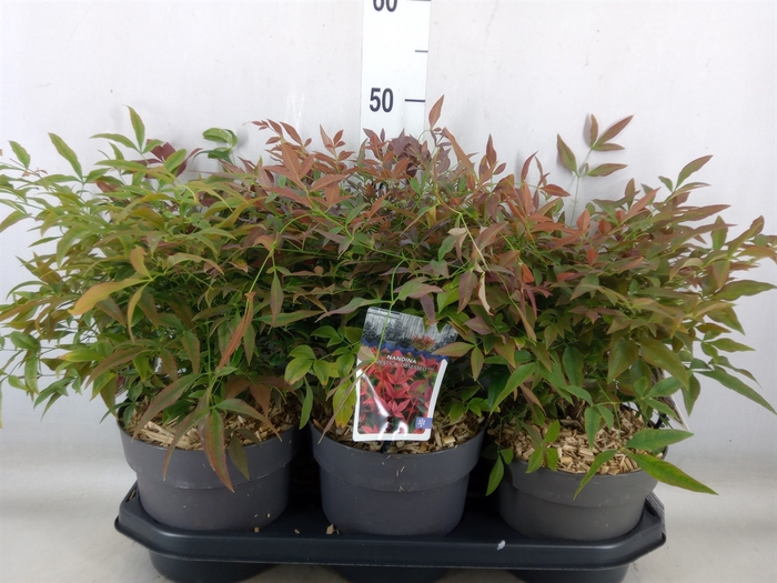 <h4>Nandina domestica 'Obsessed'</h4>