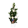 MANDE RIO WHITE