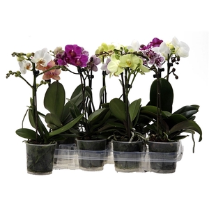 Kolibri Orchids Phalaenopsis Mix 1 spike no label