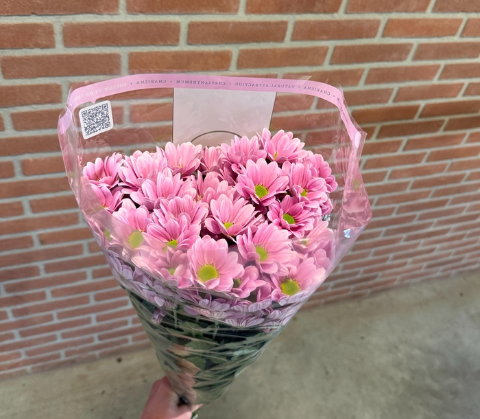 <h4>CHR T CHELO</h4>