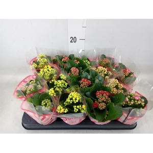 Kalanchoe blos.   ..rosebud mix  5