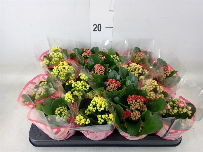 <h4>Kalanchoe blos.   ..rosebud mix  5</h4>
