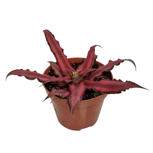 CRYPTAN BIV RED STAR