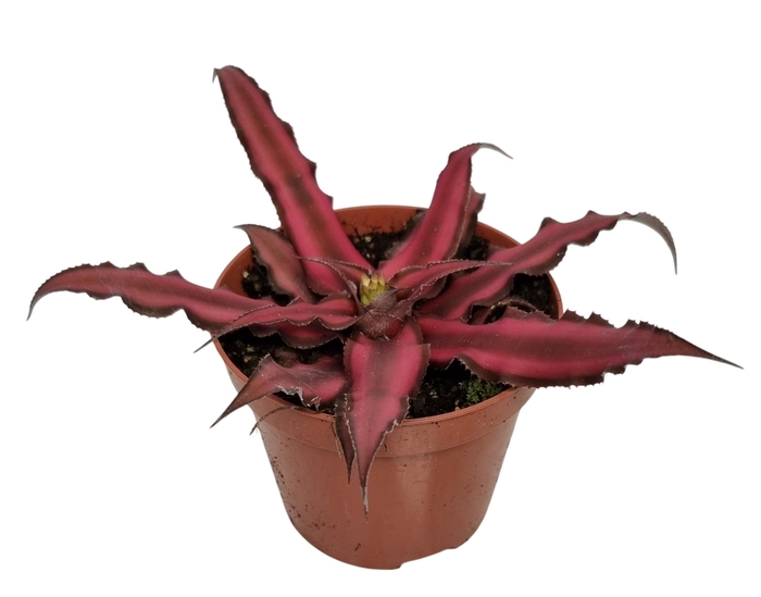 <h4>CRYPTAN BIV RED STAR</h4>