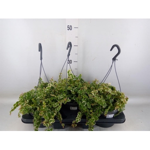 Ficus pumila 'Sunny'