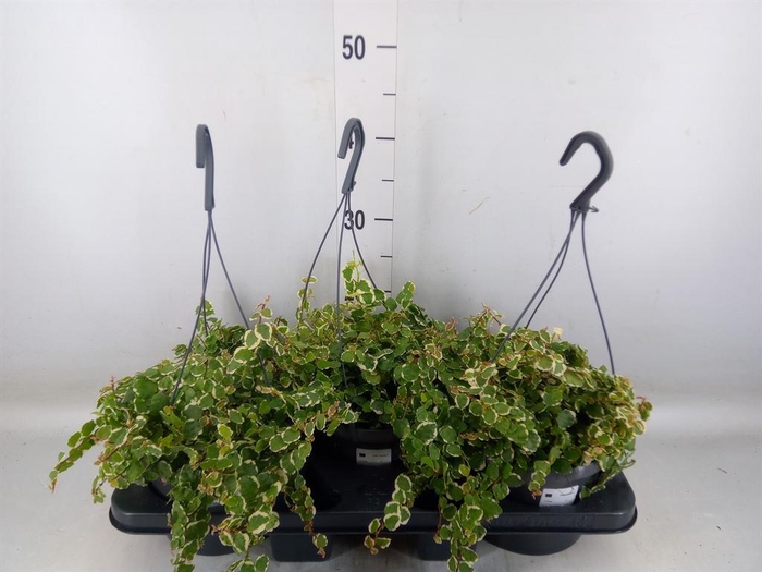 <h4>Ficus pumila 'Sunny'</h4>