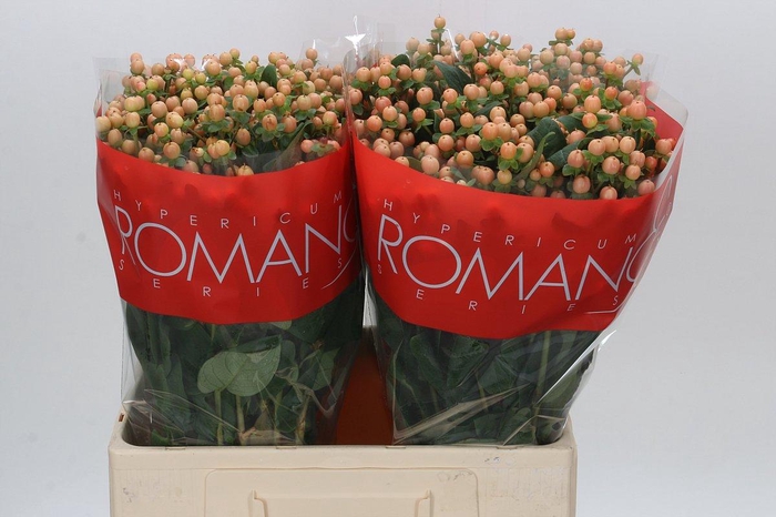 Hypericum Mellow Romance