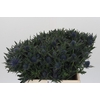 Eryngium Aquarius Questar