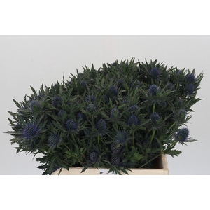 Eryngium Aquarius Questar