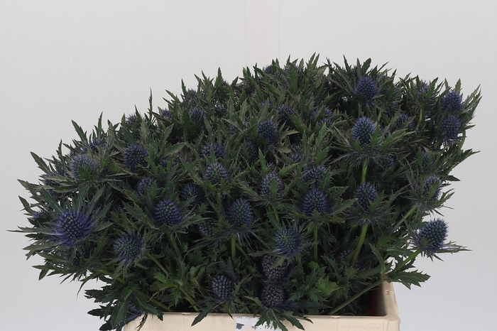 <h4>Eryngium Aquarius Questar</h4>
