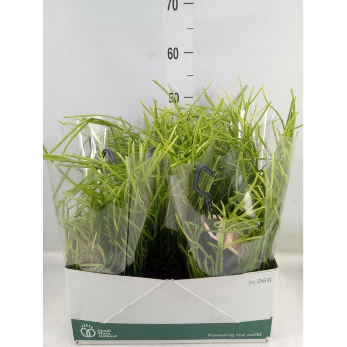 <h4>Rhipsalis   ...</h4>