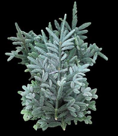 <h4>Abies Nob Blauw Kilo</h4>