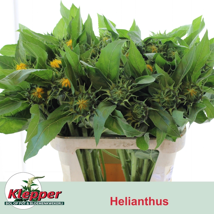 <h4>Heli Vincents Choice Klepper</h4>