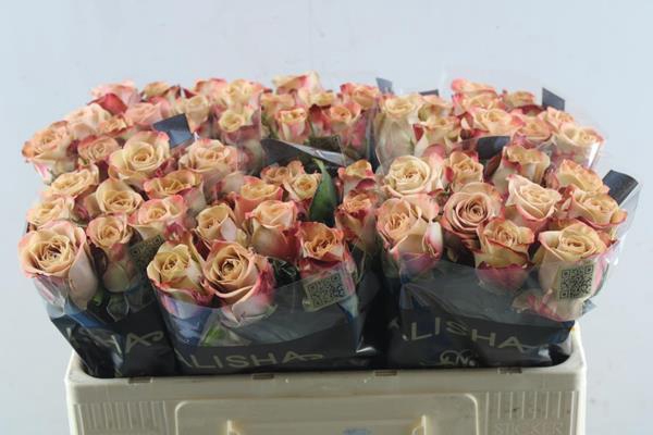 <h4>R Gr Cappuccino L50</h4>