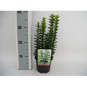 Euonymus japonicus Green Rocket