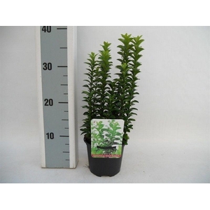 Euonymus japonicus Green Rocket