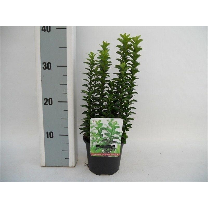 <h4>Euonymus japonicus Green Rocket</h4>