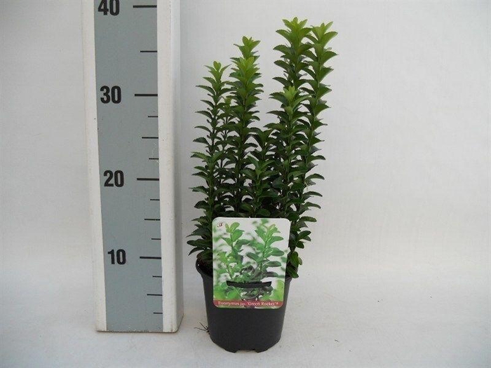 <h4>Euonymus japonicus Green Rocket</h4>