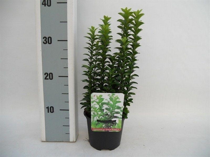 <h4>Euonymus japonicus Green Rocket</h4>
