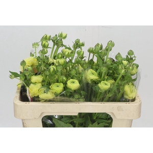 Ranunculus Natura Moderna Limoncello