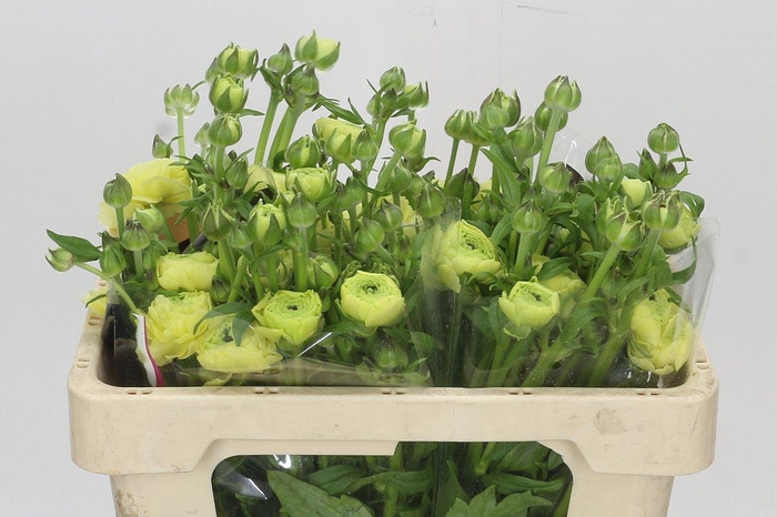 <h4>Ranunculus Natura Moderna Limoncello</h4>
