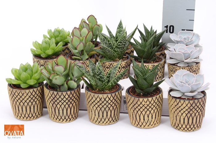 <h4>SUCC GEM 5 SRT</h4>