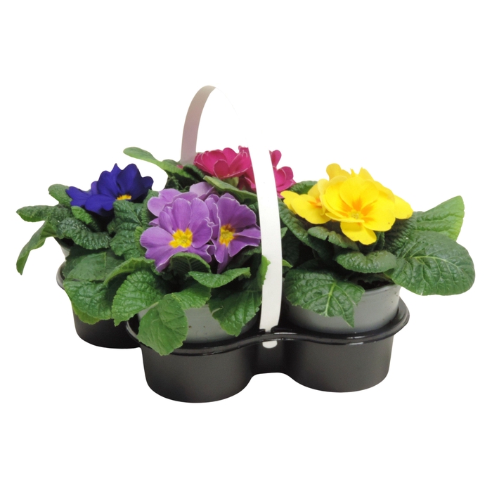 <h4>Primula Ac Gemengd 4Pack</h4>