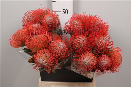 <h4>Leuco Co Tango</h4>