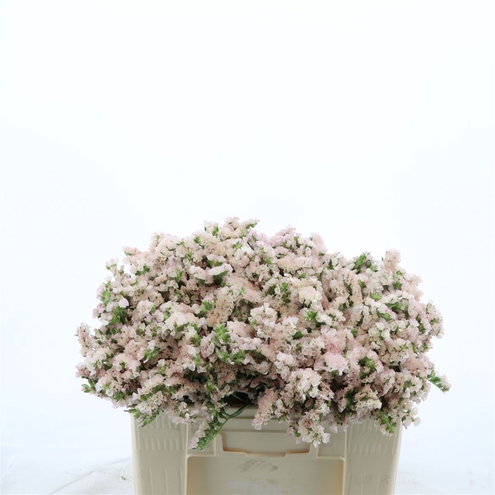 <h4>Statice Apricot Sun Birds</h4>