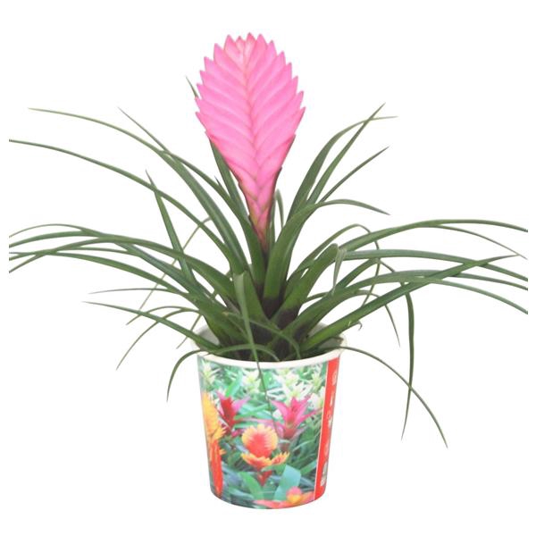 <h4>Tillandsia cyanea 'Anita' in smartcup</h4>