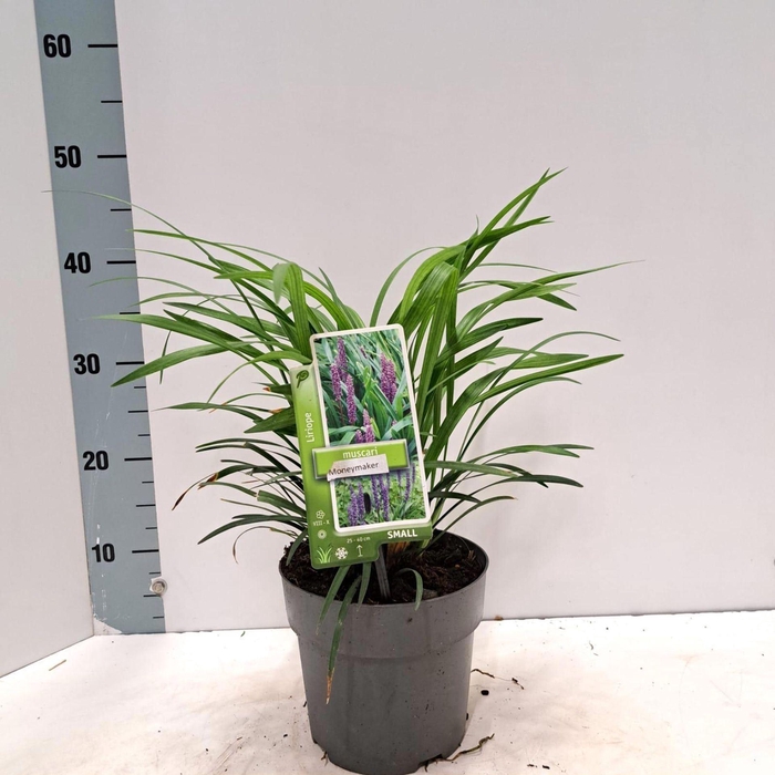 <h4>Liriope Moneymaker</h4>