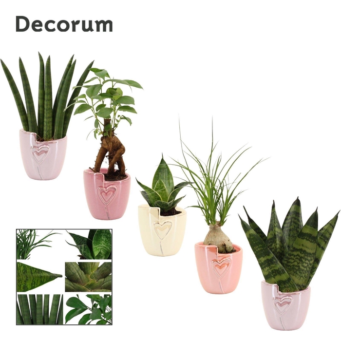 <h4>Groenmix mini in Joa (Special moods-collection)</h4>